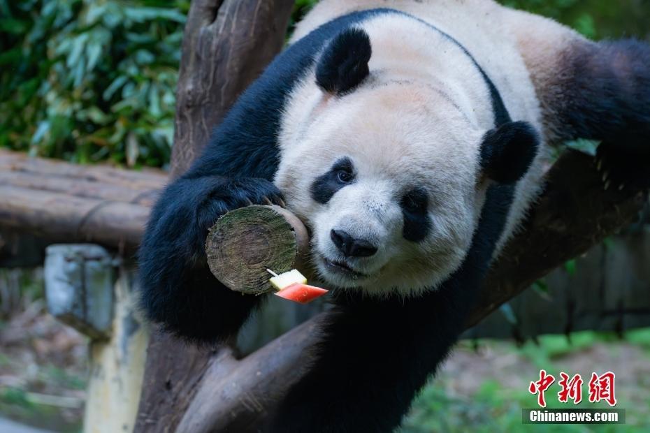 重慶大熊貓春日“花式擼串”萌態(tài)十足