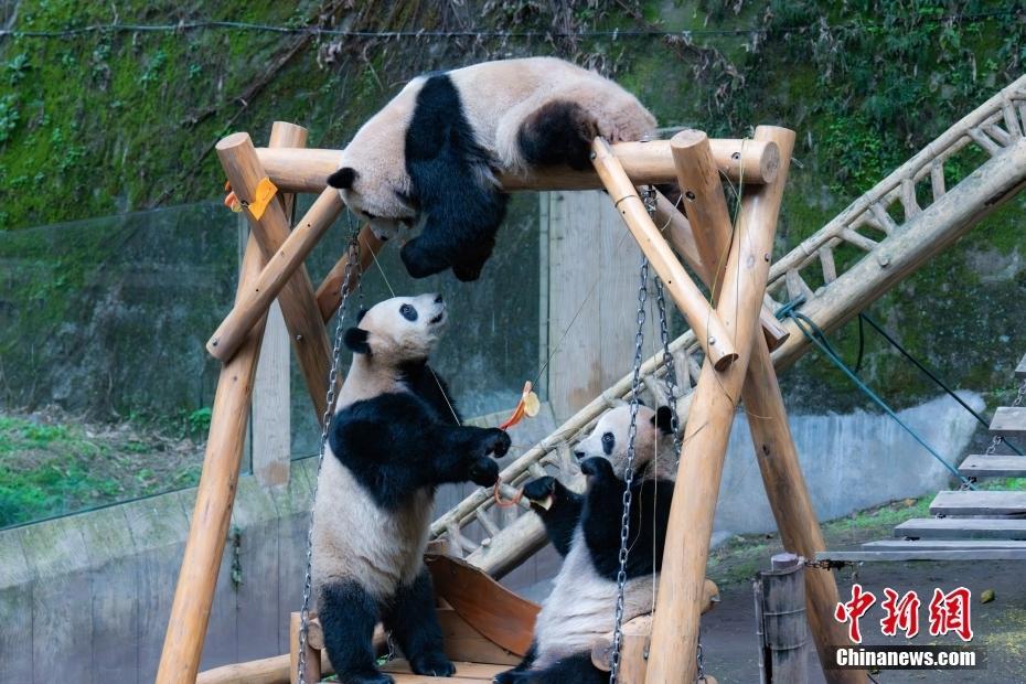 重慶大熊貓春日“花式擼串”萌態(tài)十足