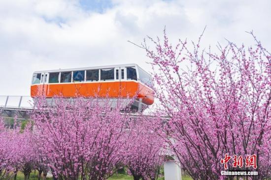 重慶：纜車穿梭“粉色花海”