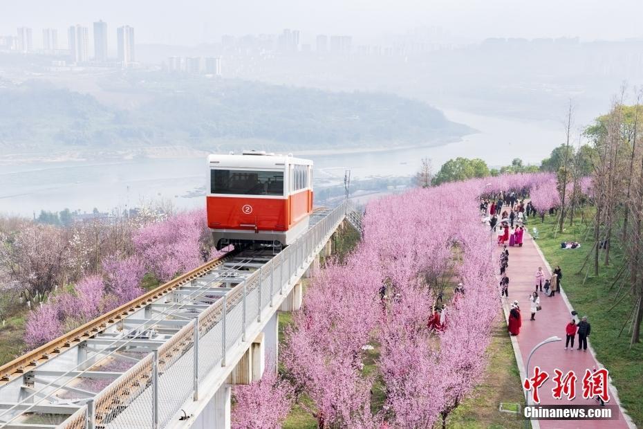 重慶：纜車穿梭“粉色花海”