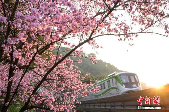 重慶：“開(kāi)往春天的列車”浪漫上線