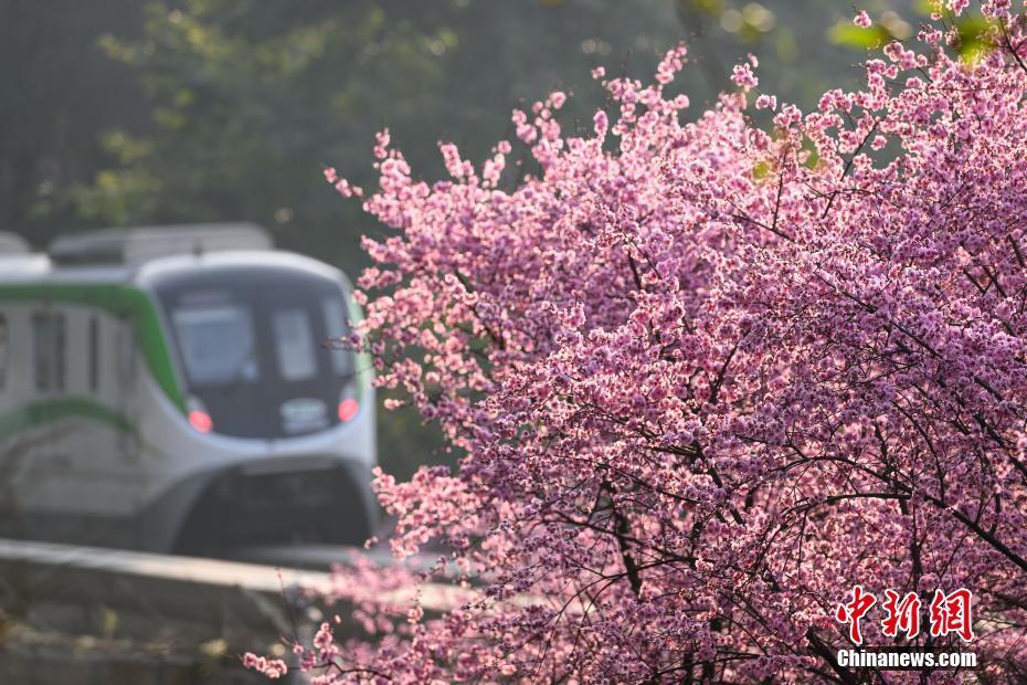 重慶：“開往春天的列車”浪漫上線