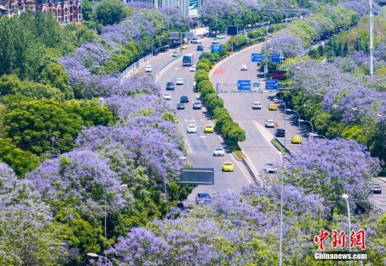 重慶街頭藍(lán)花楹盛開(kāi) 城市道路變身“紫色花海”
