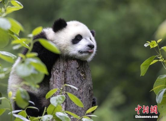 四川卧龙：大熊猫嬉戏玩耍 乐享初夏时光