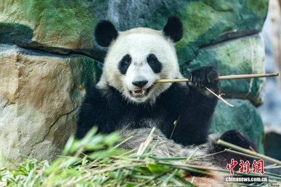 莫斯科动物园为旅俄大熊猫“丁丁”庆生