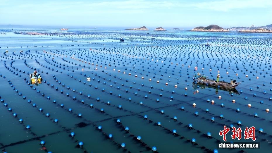 福建連江：海上春耕忙 牧漁繪新景