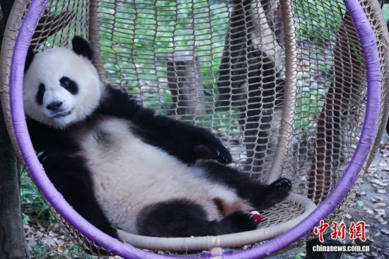 重庆：大熊猫萌态十足