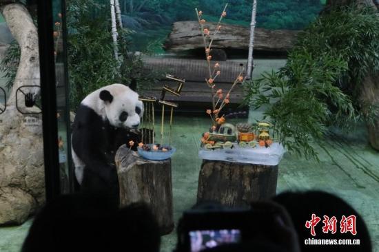大陆赠台大熊猫“圆圆”迎来22岁生日