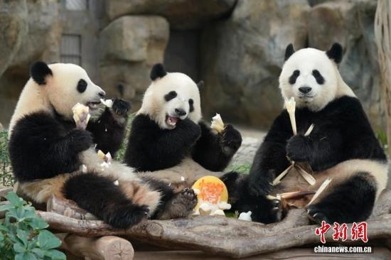 香港海洋公园大熊猫一家享用节日大餐迎中秋