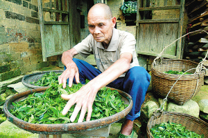 茶叶市场好转 六堡茶农复垦茶园重新种植茶树