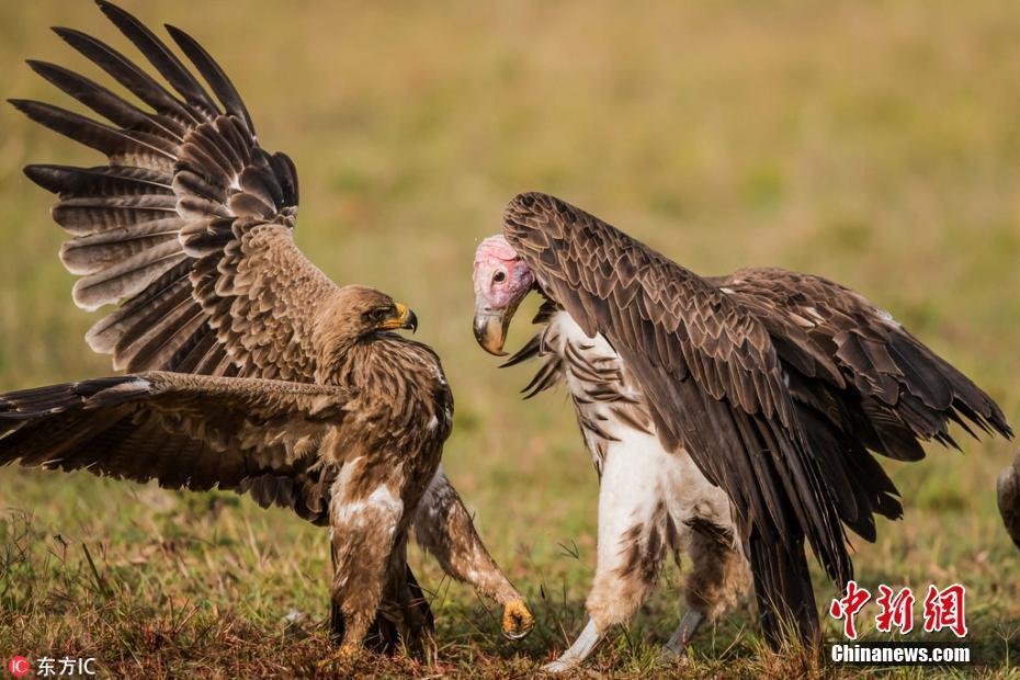 非洲秃鹫与鹰陷入夺食大战 无影脚狠踢对手