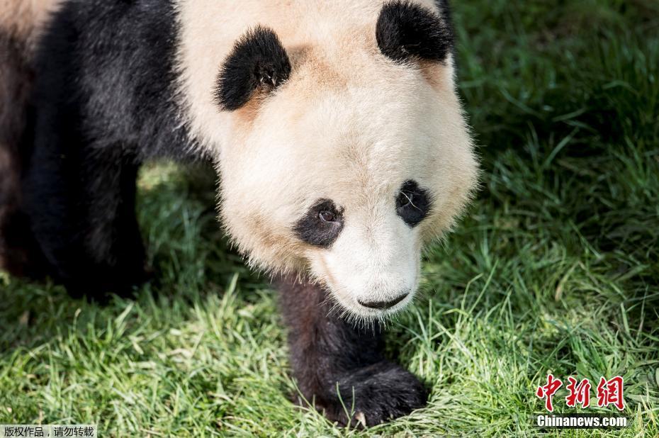 中國兩隻大熊貓正式亮相丹麥動物園女王剪綵歡迎