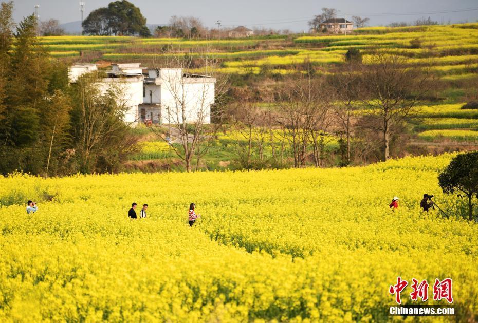 江西乡村万亩油菜花盛开勾勒美丽春天画卷