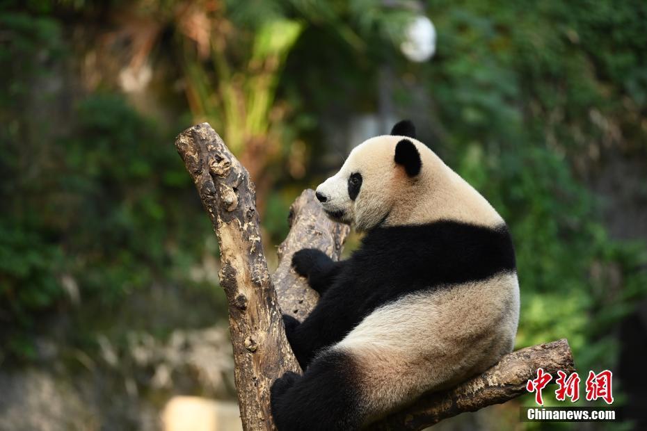 重慶動物園大熊貓享秋日暖陽 萌態十足