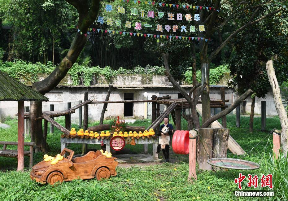看点：重庆动物园为大熊猫举办一周岁生日会