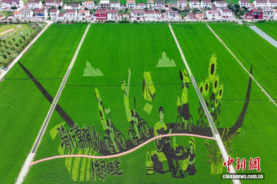 稻田画“跃然”苏州张家港郊外田间 “绘就”乡村好风景