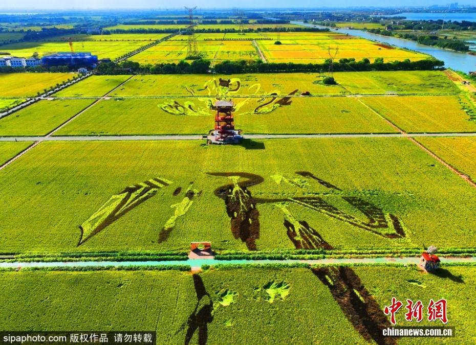 “稻田畫”美景扮靓鄉村