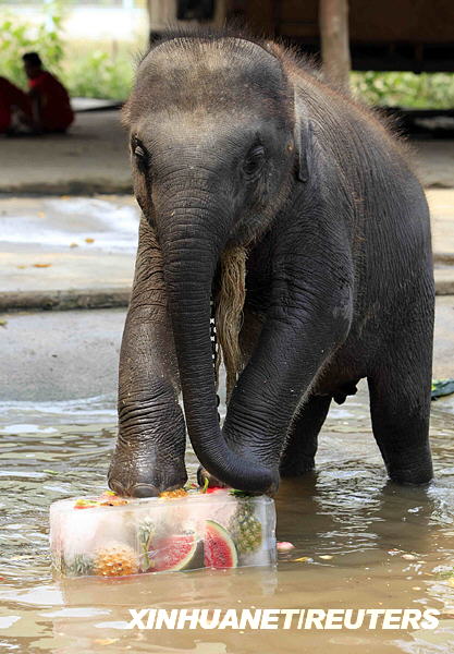 泰国大象过节(2)